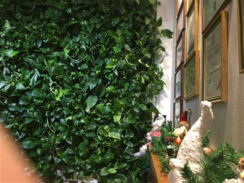 Grădină verticală cu plante naturale – Hotel Drăgului, foto 6 din 10